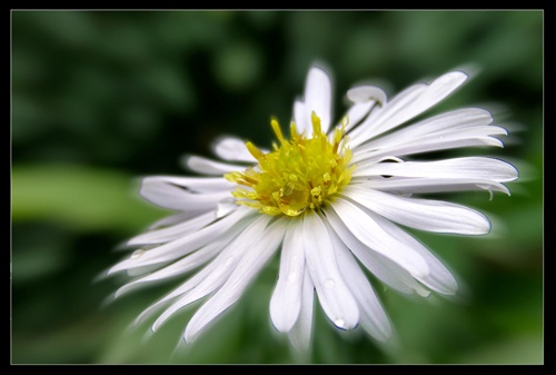 ...Biely kvet...