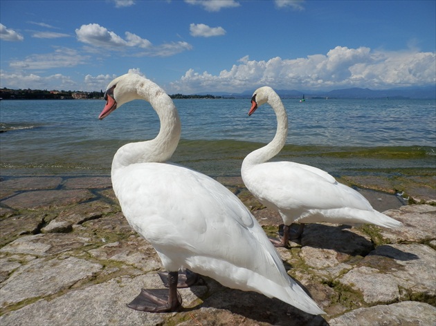 Labute pri jazere Garda v Taliansku