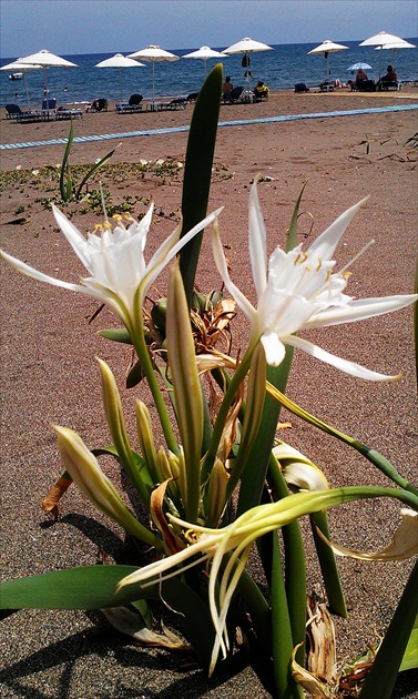 Plážový kvet