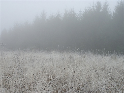 zimná krajina v hmle