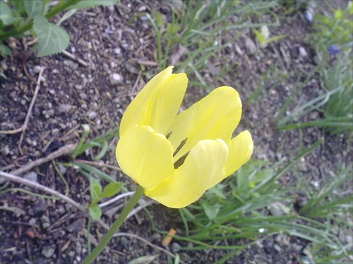 Rozkvitnutý tulipán