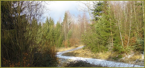 Cesta do brezového lesa