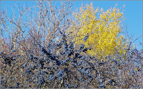 Jesenné plody prírody