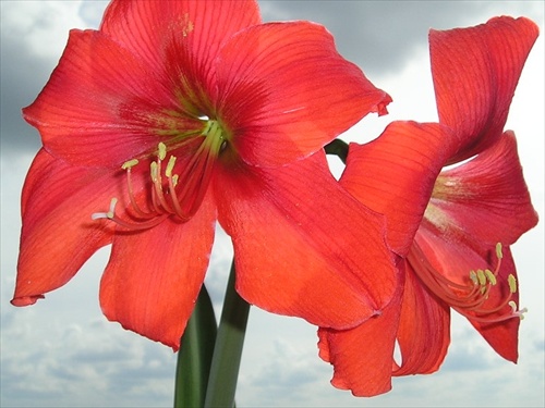 zornica hybridná