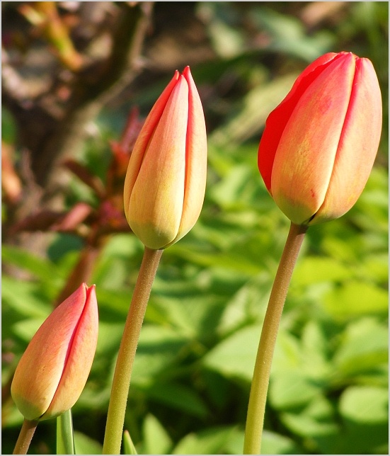 Rodinka tulipánových