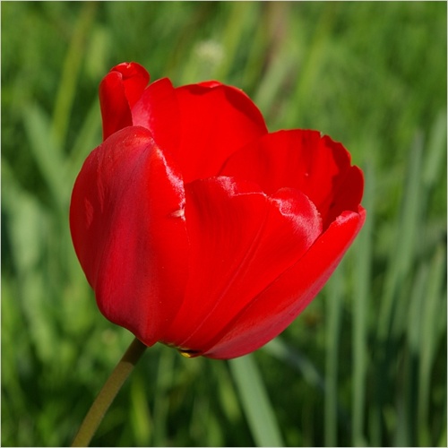 Tulip z Okružnej