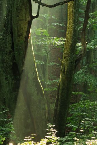 v tichu lesa
