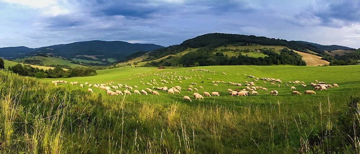 na svahoch túlia sa ovčie stáda