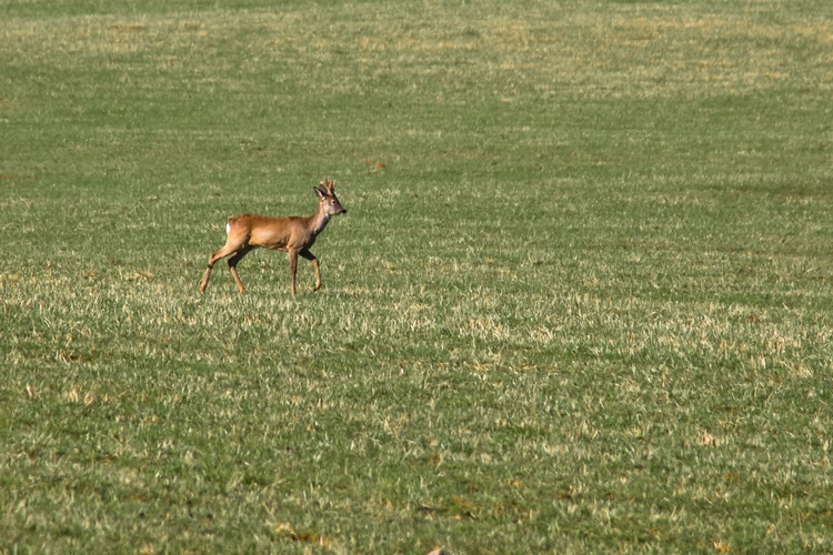 na rannej promenáde