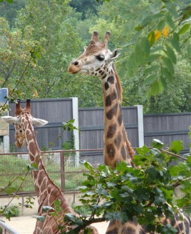 Milé žirafky trčia už z diaľky