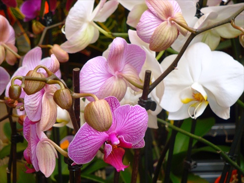 záhon orchideí pre večnú mladosť