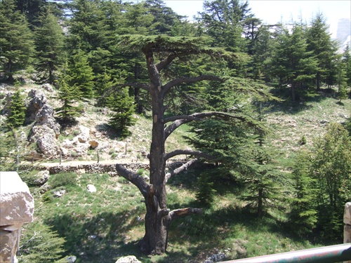 Libanonské cédre, Libanon