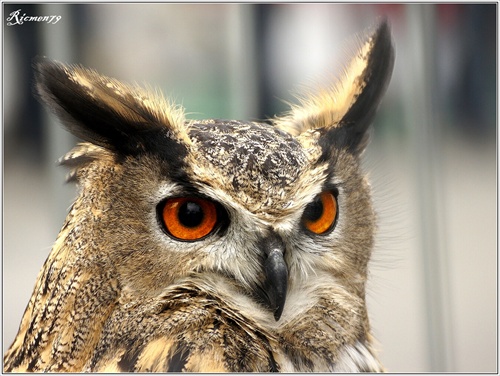 The owl III. Vyr velky (bubo bubo)