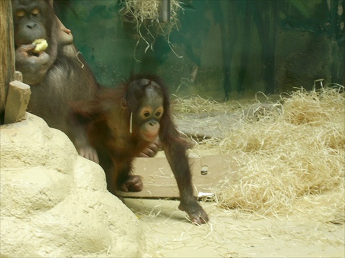 Orangutani - chutný ten malí ... proste na zjedenie :DD