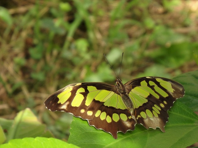 Schmetterling ... motýľ ;)