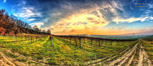 zapad slnka vo vinohradoch