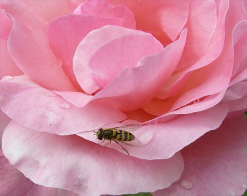 ruža s včeličkou