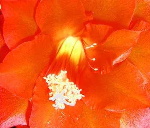 kvet kaktusu