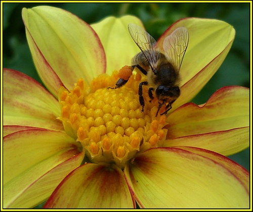 včielková 3
