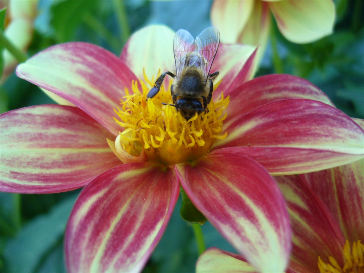 včielkovo- kvetinová