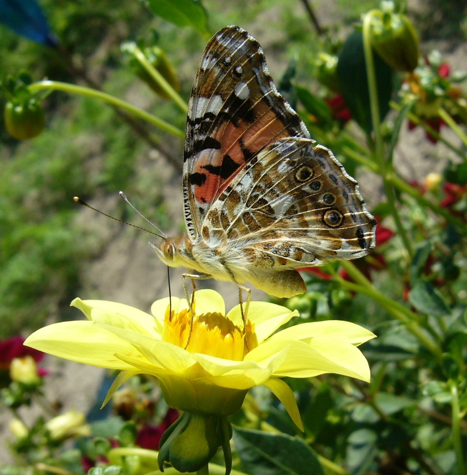 motýľková