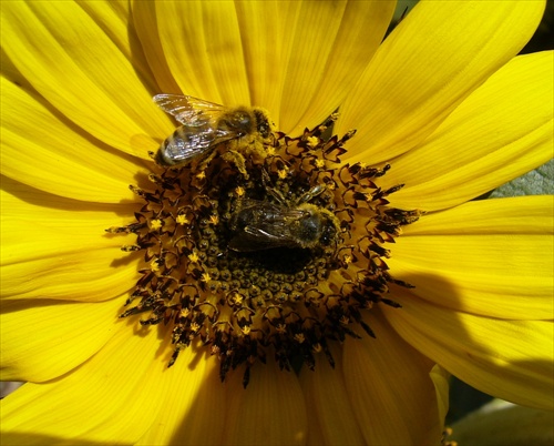 včielky