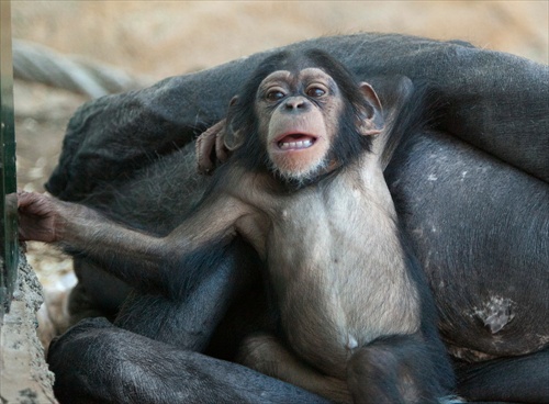Zoo Bratislava, chimp