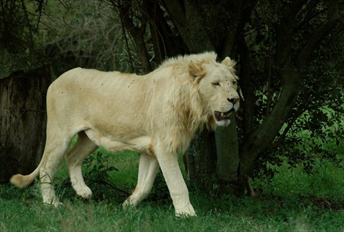 Leví kráľ