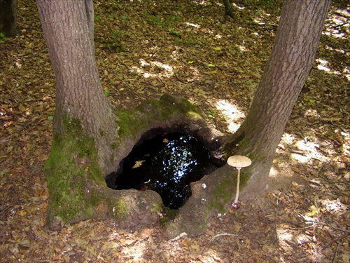 Studňa pre stromy