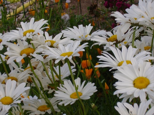 jardin de Marie Helene