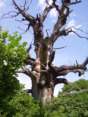 Strom rodu Havranov