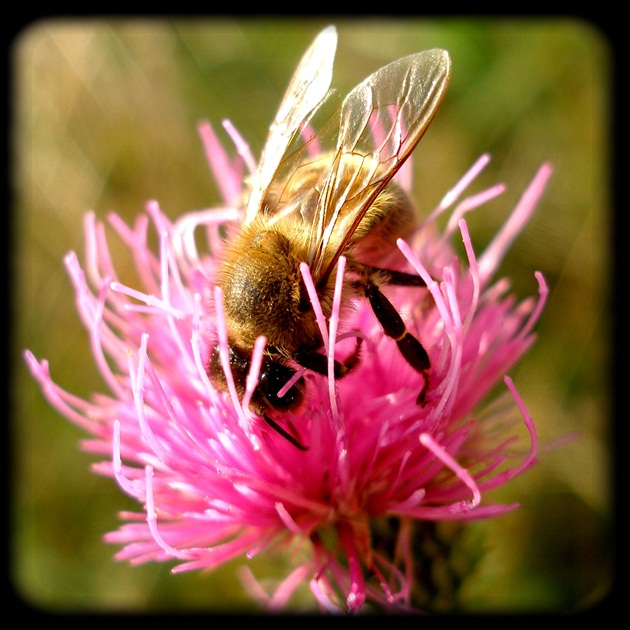 Včielka Mája