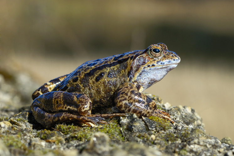 Skokan hnedý (Rana temporaria)
