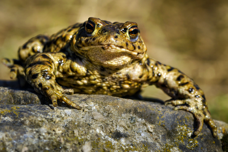 Ropucha bradavičnatá (Bufo bufo)