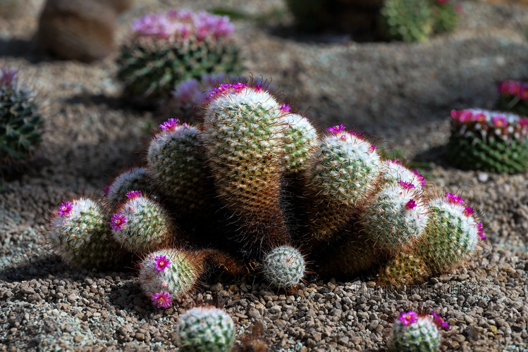 Svet kaktusov - Rodinka I.