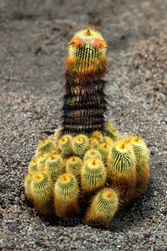 Svet kaktusov - Rodinka II.