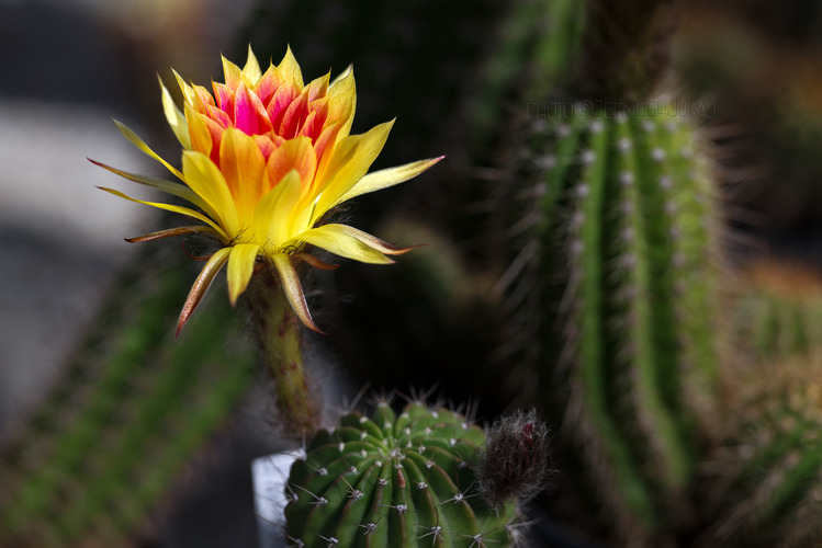 Svet kaktusov - Kvet I.