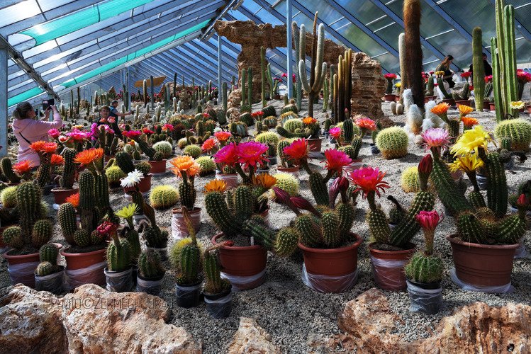 Svet kaktusov - V sklenníku I.