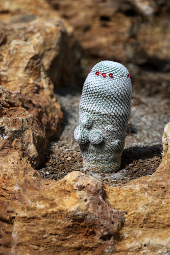 Svet kaktusov - Droid R2-D2