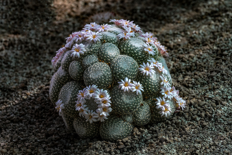 Svet kaktusov - Rodinka III.