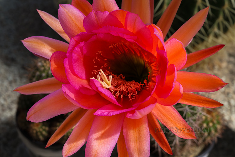 Svet kaktusov - Kvet II.