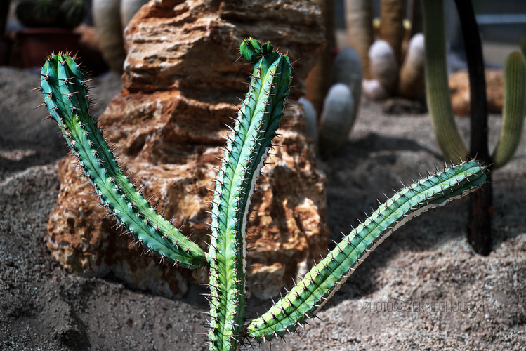 Svet kaktusov - Poď, nech ťa objímem!