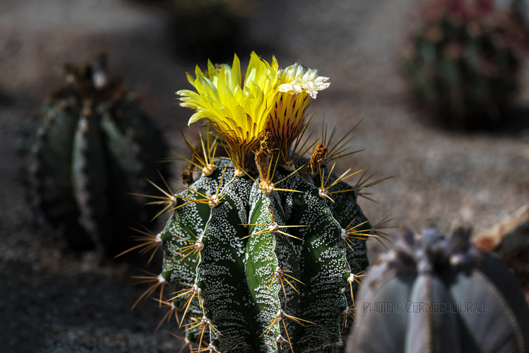 Svet kaktusov - Kvet III.