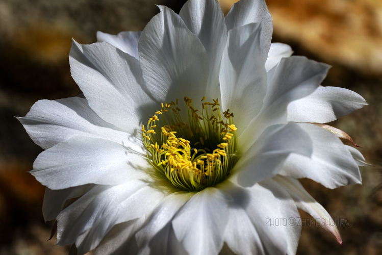 Svet kaktusov - Kvet V.