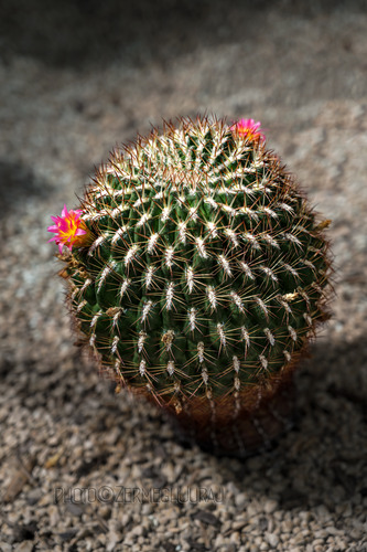 Svet kaktusov - "Fugu"