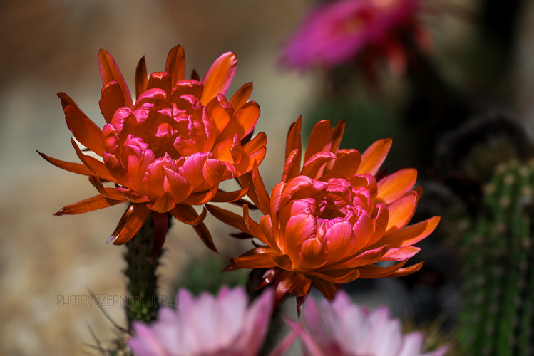 Svet kaktusov - Kvet VI.