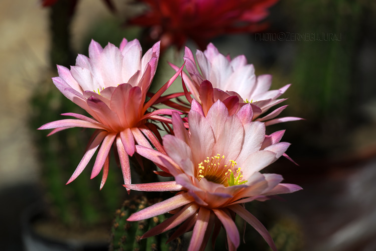 Svet kaktusov - Kvet VII.