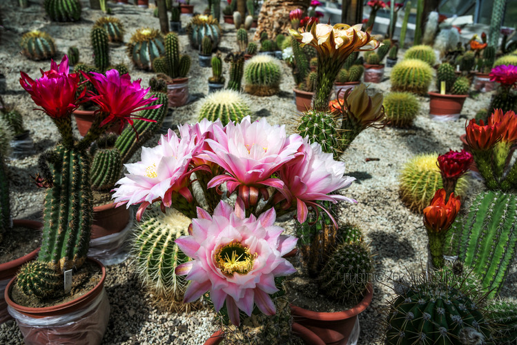 Svet kaktusov - V sklenníku III.