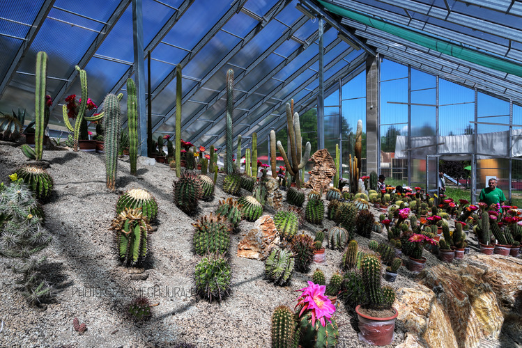 Svet kaktusov - V sklenníku IV.