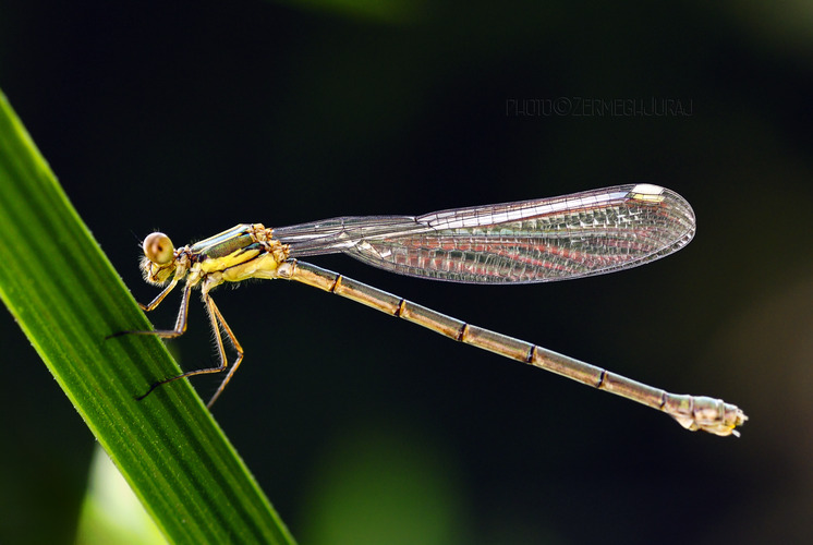 Šidlovka zelená /Lestes viridis/
